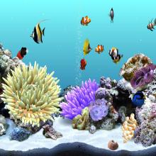 Clownfish_3D