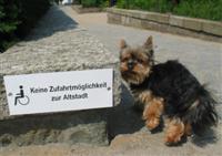 Rolli-Schild-HT