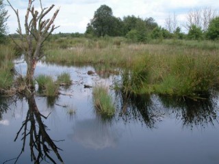 Jardelunder_Moor