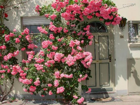 foto.h.kroeger@web.de - Rosenpracht in der Straße An der Mauer in Lübeck - ME - Rosen HL 023