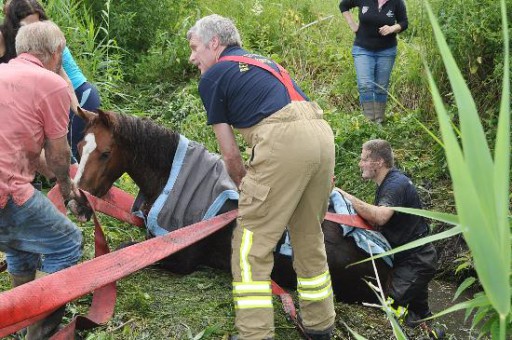 Pferd Gerettet 035