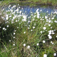 Foto: Stiftung Naturschutz