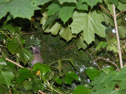 tbf210610_Drosselbaby_220610_Freywald_002